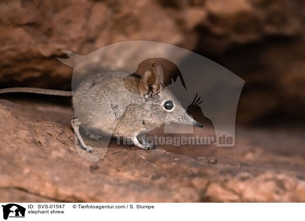 elephant shrew / SVS-01547