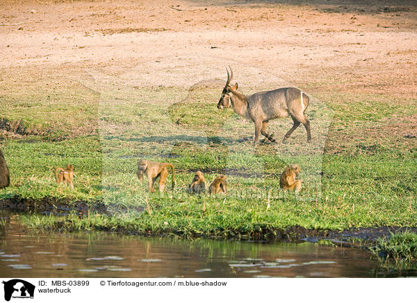 Ellipsenwasserbock / waterbuck / MBS-03899