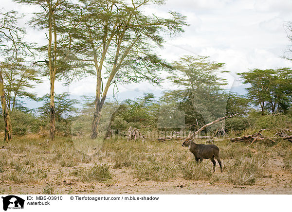 Ellipsenwasserbock / waterbuck / MBS-03910