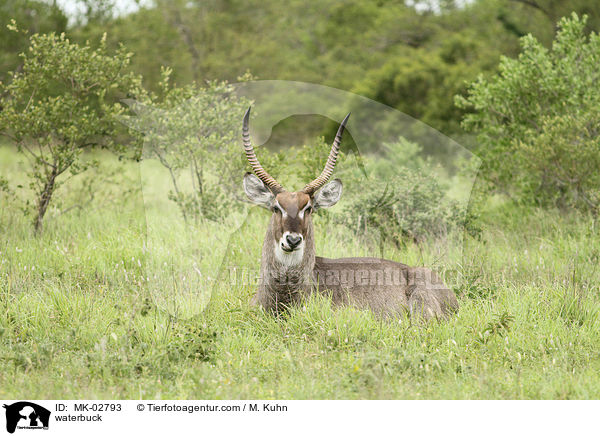 Ellipsenwasserbock / waterbuck / MK-02793