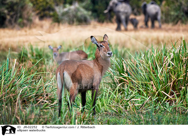 Ellipsenwasserbcke / ellipsen waterbucks / JR-02252