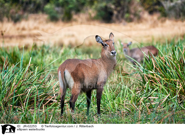 Ellipsenwasserbcke / ellipsen waterbucks / JR-02253