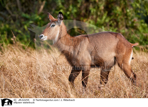 Ellipsenwasserbock / ellipsen waterbuck / JR-02255