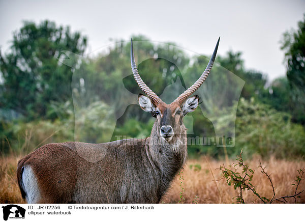 ellipsen waterbuck / JR-02256