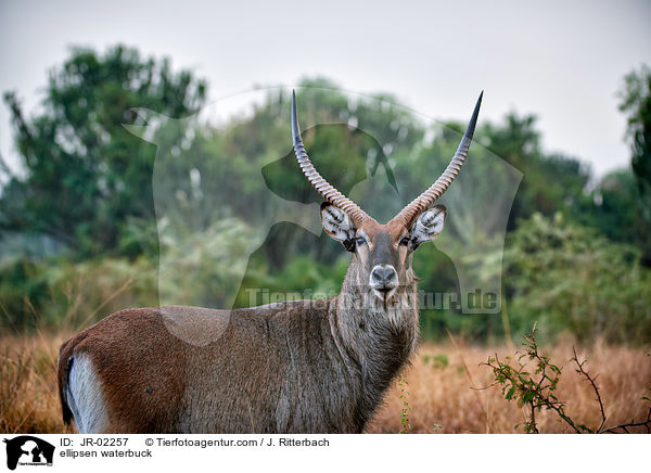 Ellipsenwasserbock / ellipsen waterbuck / JR-02257