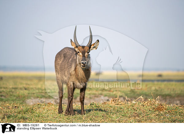 standing Ellipsen Waterbuck / MBS-19281