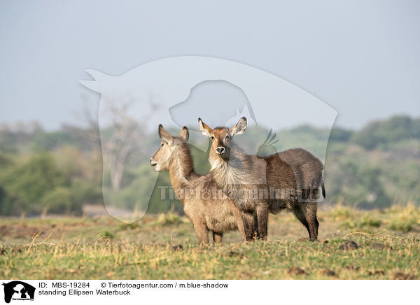 standing Ellipsen Waterbuck / MBS-19284