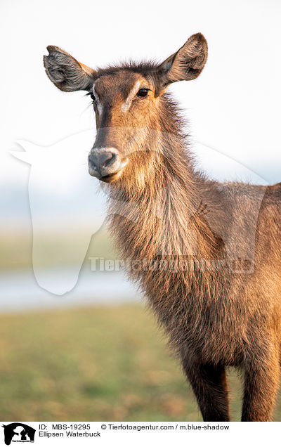 Ellipsenwasserbock / Ellipsen Waterbuck / MBS-19295