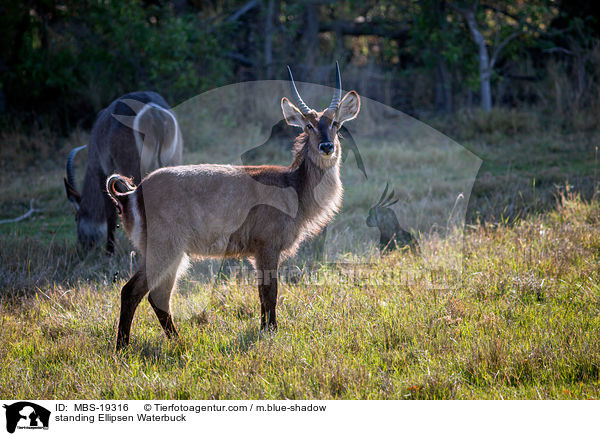 stehende Ellipsenwasserbock / standing Ellipsen Waterbuck / MBS-19316