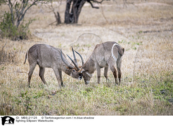 kmpfende Ellipsenwasserbcke / fighting Ellipsen Waterbucks / MBS-21125