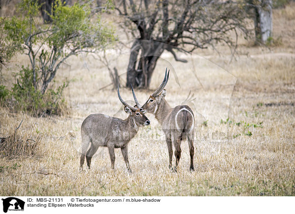 stehende Ellipsenwasserb�cke / standing Ellipsen Waterbucks / MBS-21131