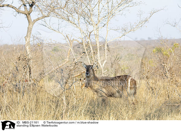 stehende Ellipsenwasserbcke / standing Ellipsen Waterbucks / MBS-21161