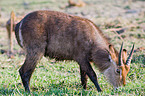 waterbuck