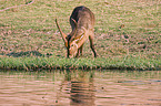 waterbuck