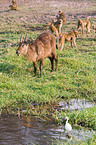 waterbuck