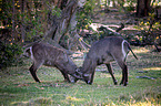 Ellipsen Waterbuck