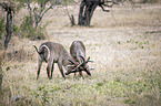 fighting Ellipsen Waterbucks