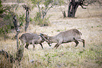 fighting Ellipsen Waterbucks