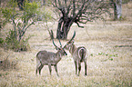 standing Ellipsen Waterbucks