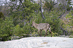 walking Ellipsen Waterbuck