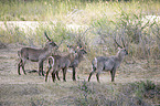 standing Ellipsen Waterbucks