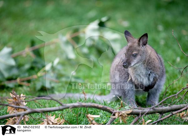 kangaroo / MAZ-02302