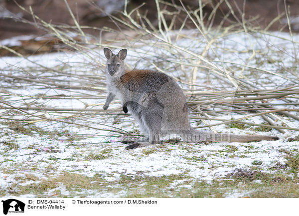 Bennett-Wallaby / DMS-04414