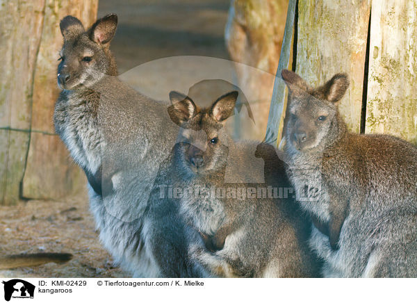 Bennettkngurus / kangaroos / KMI-02429
