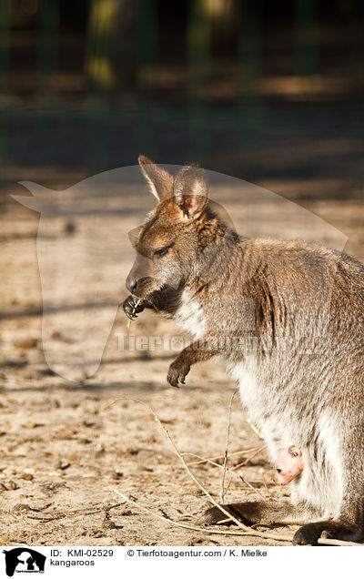 Bennettkngurus / kangaroos / KMI-02529