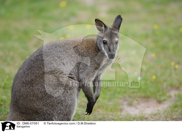 Bennettknguru / kangaroo / DMS-07061