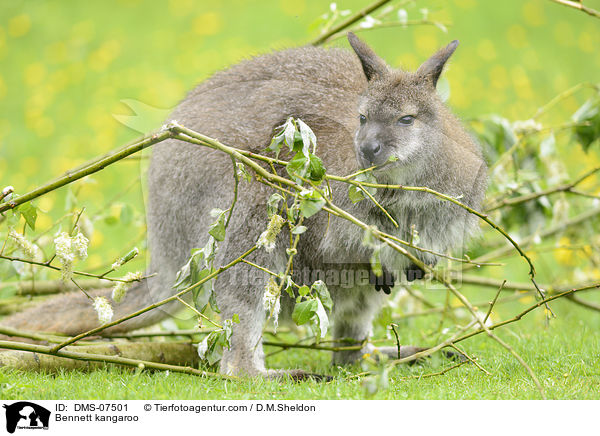 Bennett kangaroo / DMS-07501
