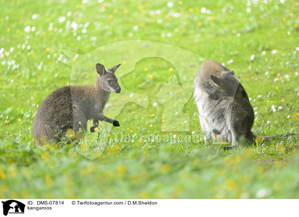 kangaroos / DMS-07814