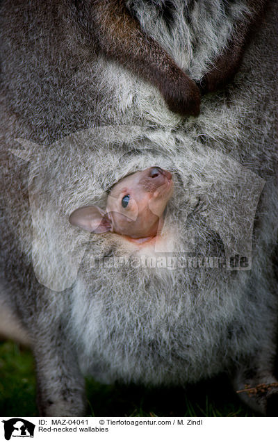 Red-necked wallabies / MAZ-04041