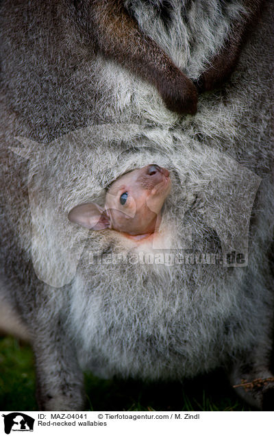 Bennettkngurus / Red-necked wallabies / MAZ-04041