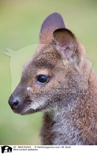 Red-necked wallabies / MAZ-04042