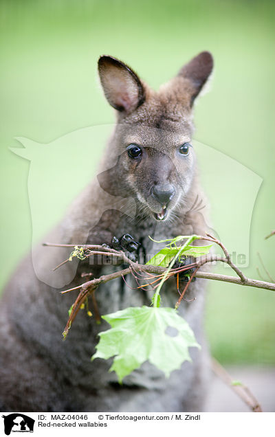 Red-necked wallabies / MAZ-04046