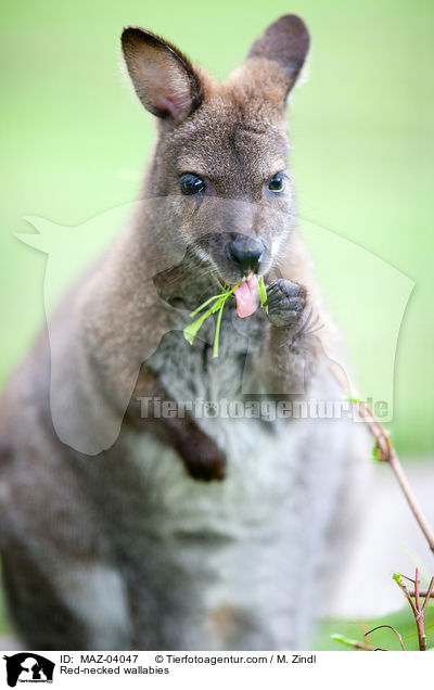 Red-necked wallabies / MAZ-04047