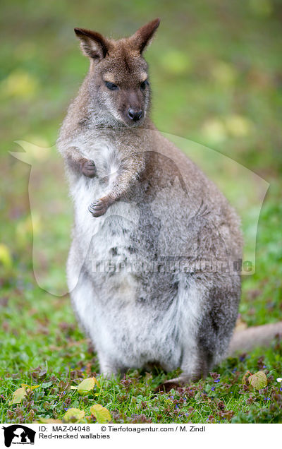 Bennettkngurus / Red-necked wallabies / MAZ-04048