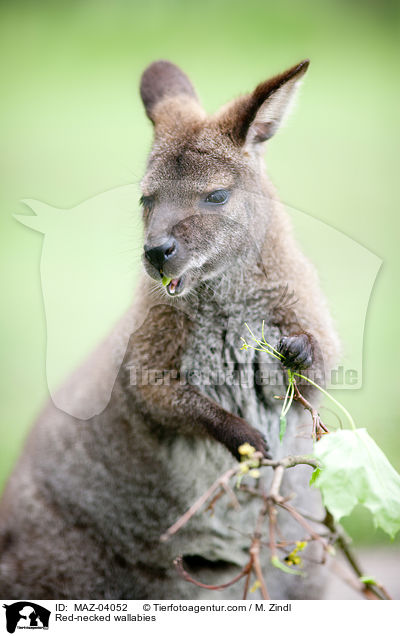 Bennettkngurus / Red-necked wallabies / MAZ-04052