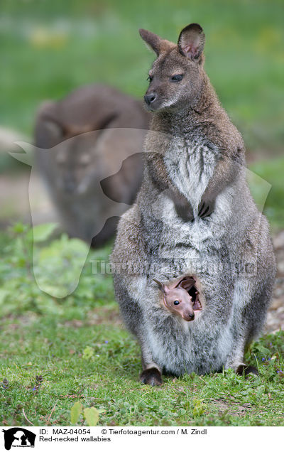 Red-necked wallabies / MAZ-04054