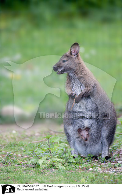 Bennettkngurus / Red-necked wallabies / MAZ-04057