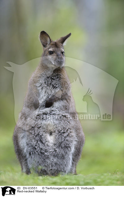 Bennettknguru / Red-necked Wallaby / DV-03551