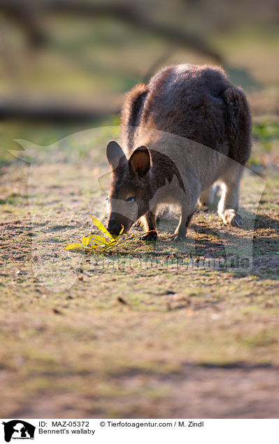 Bennett's wallaby / MAZ-05372