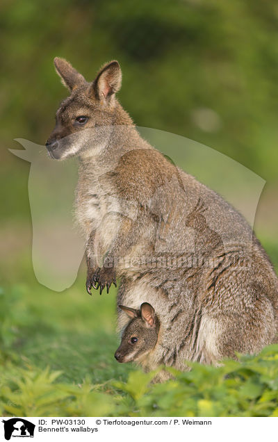Bennettkngurus / Bennett's wallabys / PW-03130