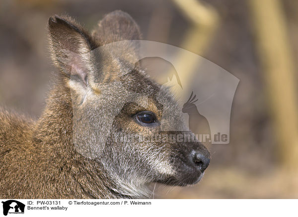 Bennettknguru / Bennett's wallaby / PW-03131