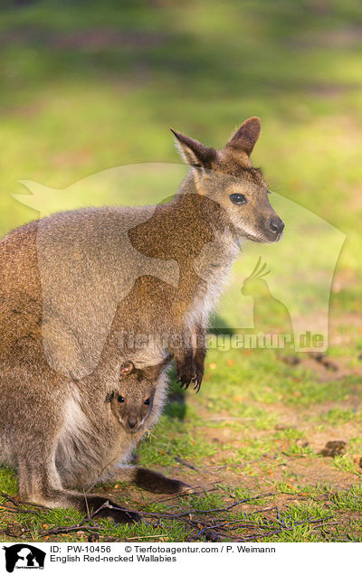 English Red-necked Wallabies / PW-10456