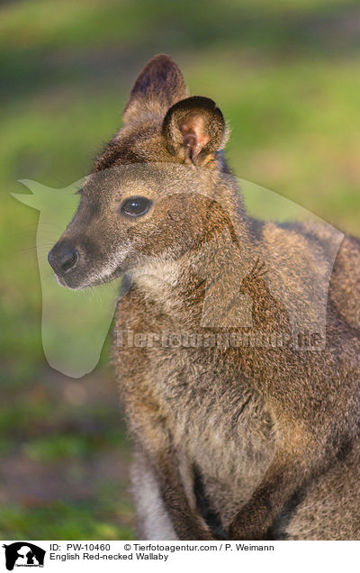 Bennettknguru / English Red-necked Wallaby / PW-10460