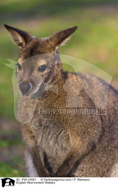 Bennettknguru / English Red-necked Wallaby / PW-10461