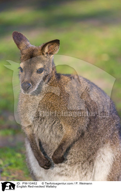 Bennettknguru / English Red-necked Wallaby / PW-10462