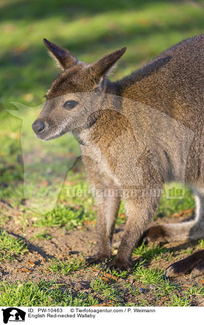 Bennettknguru / English Red-necked Wallaby / PW-10463